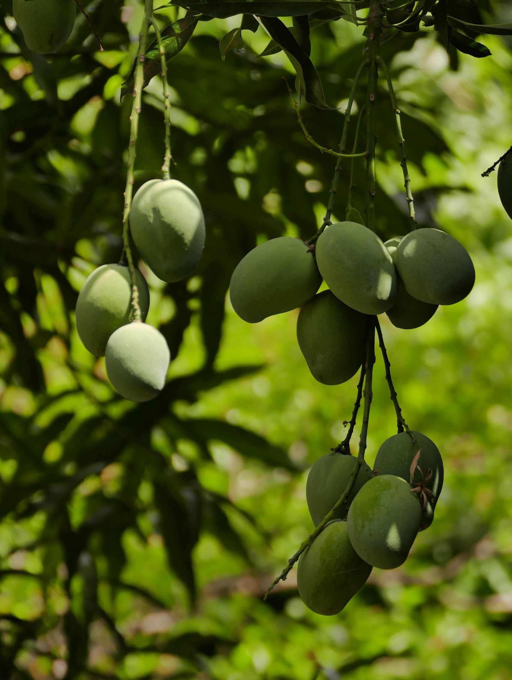 Neelum -5kg