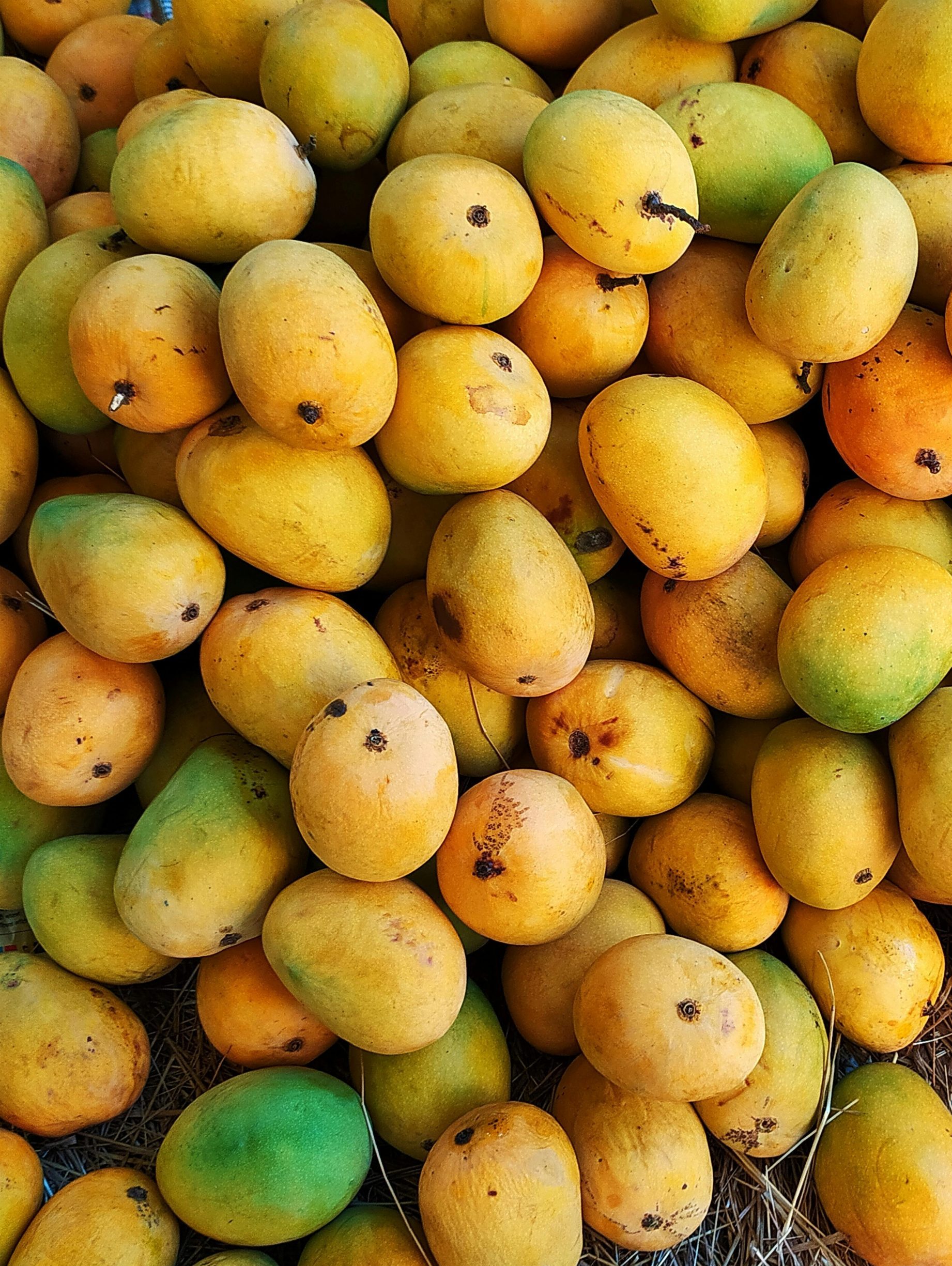 Khadar (Andhra Alphonso) -  5kg