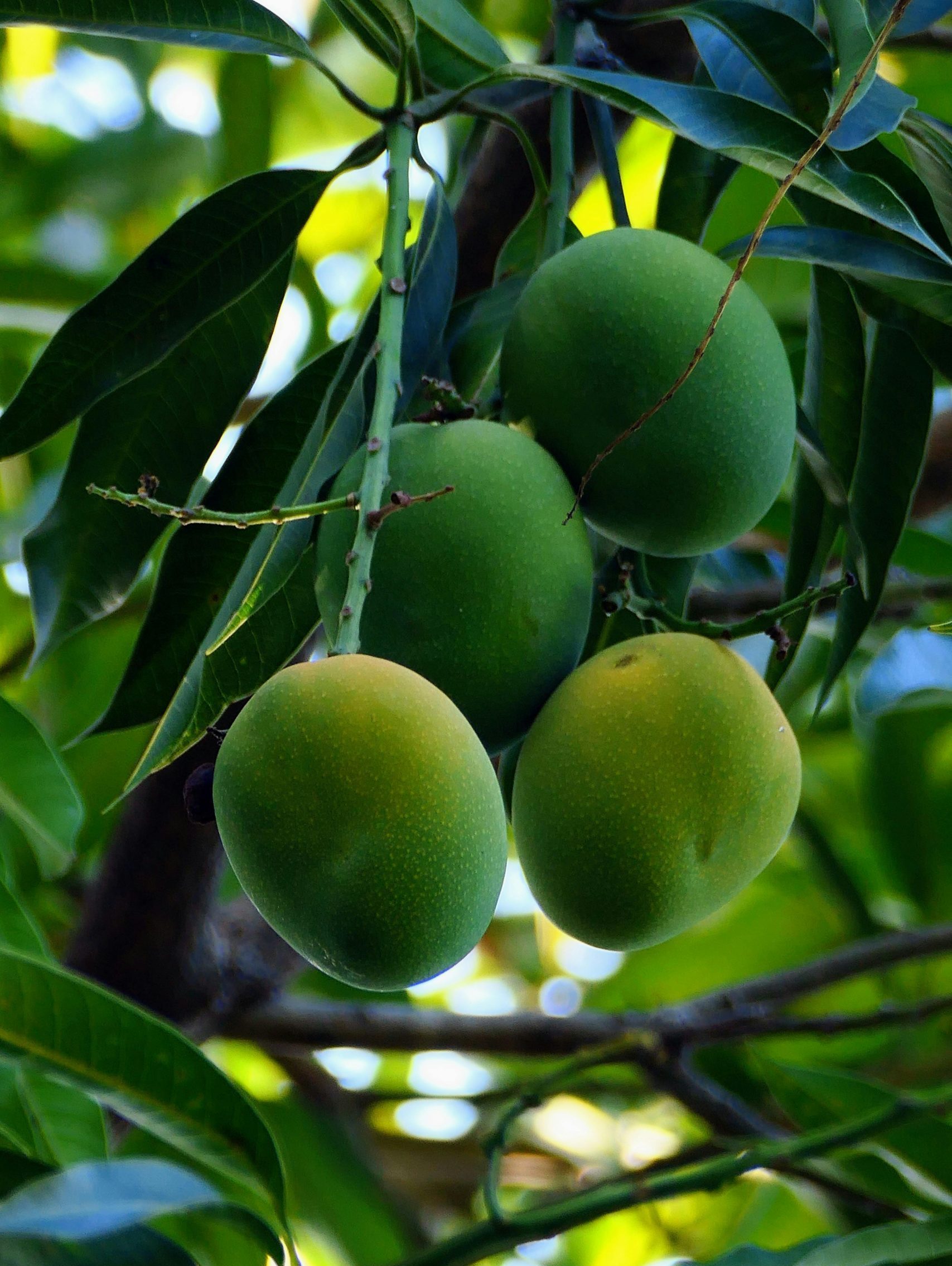 Pickle mango - 5kg